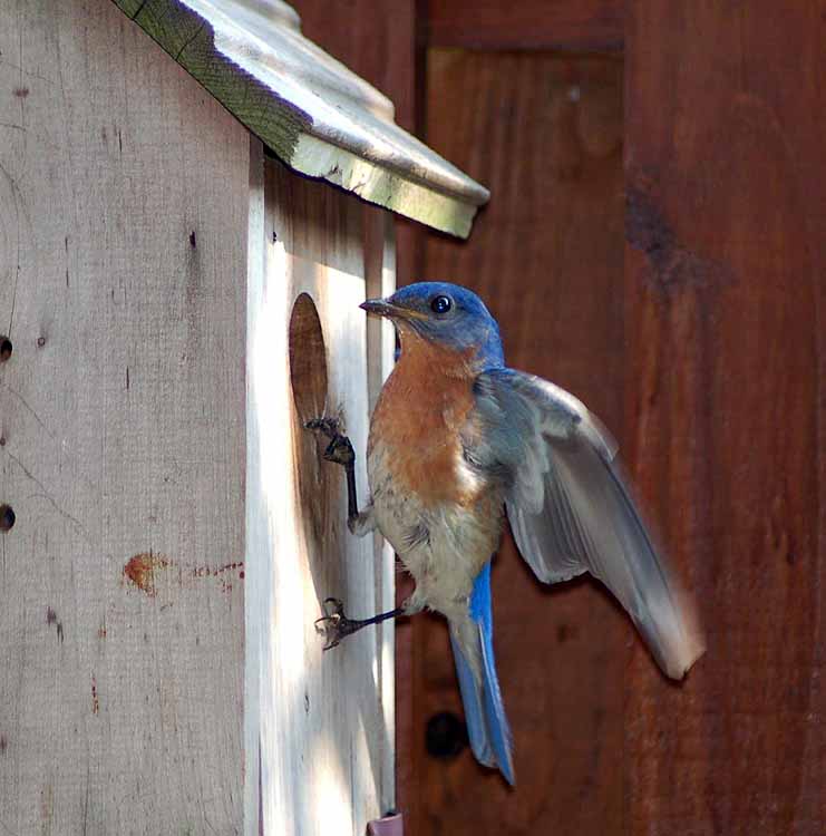 bluebirds